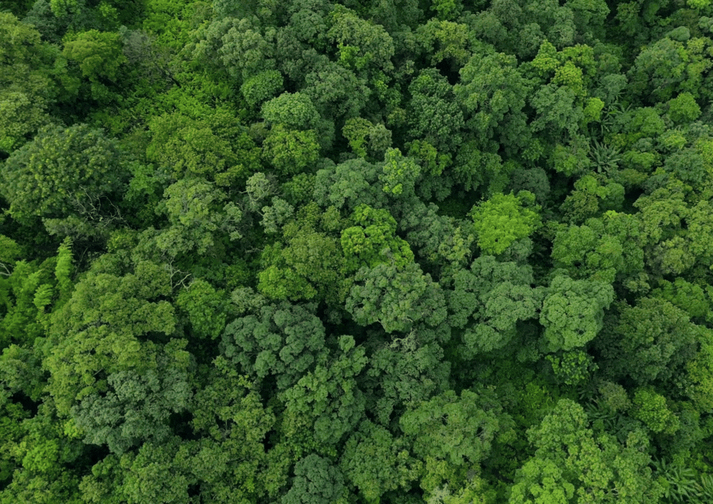 Carbon Projects & Nature-Based Solutions